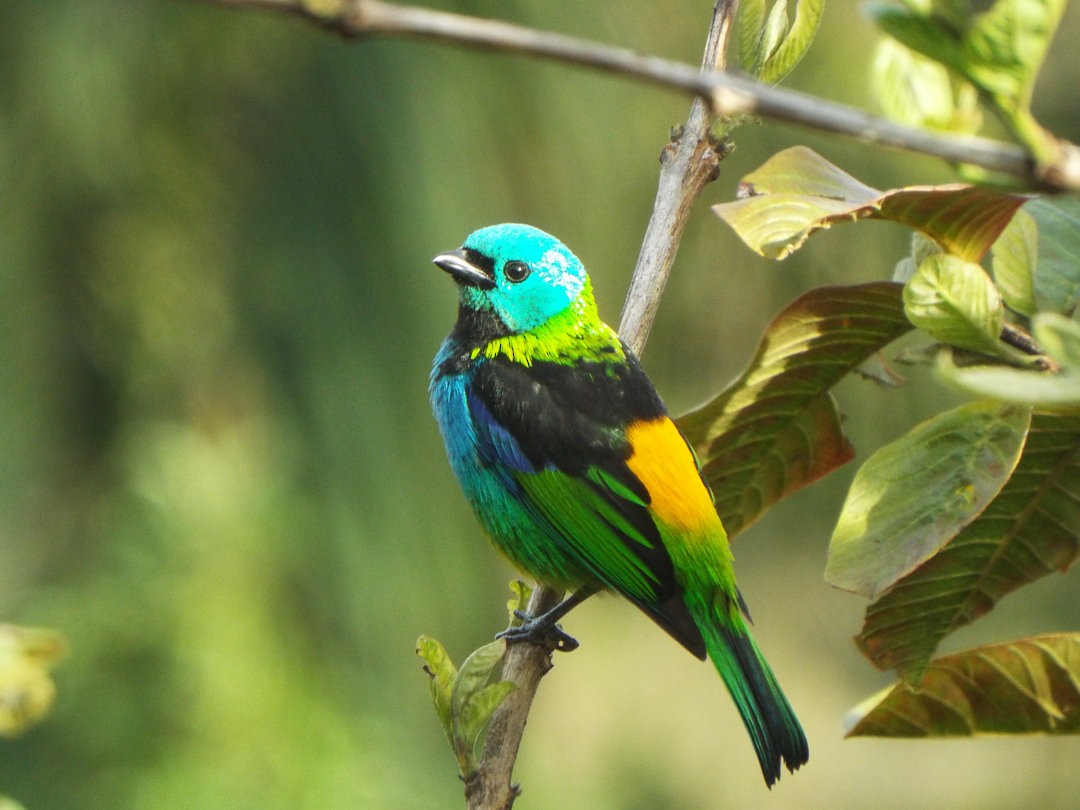 Green-headed Tanager - ML619595639