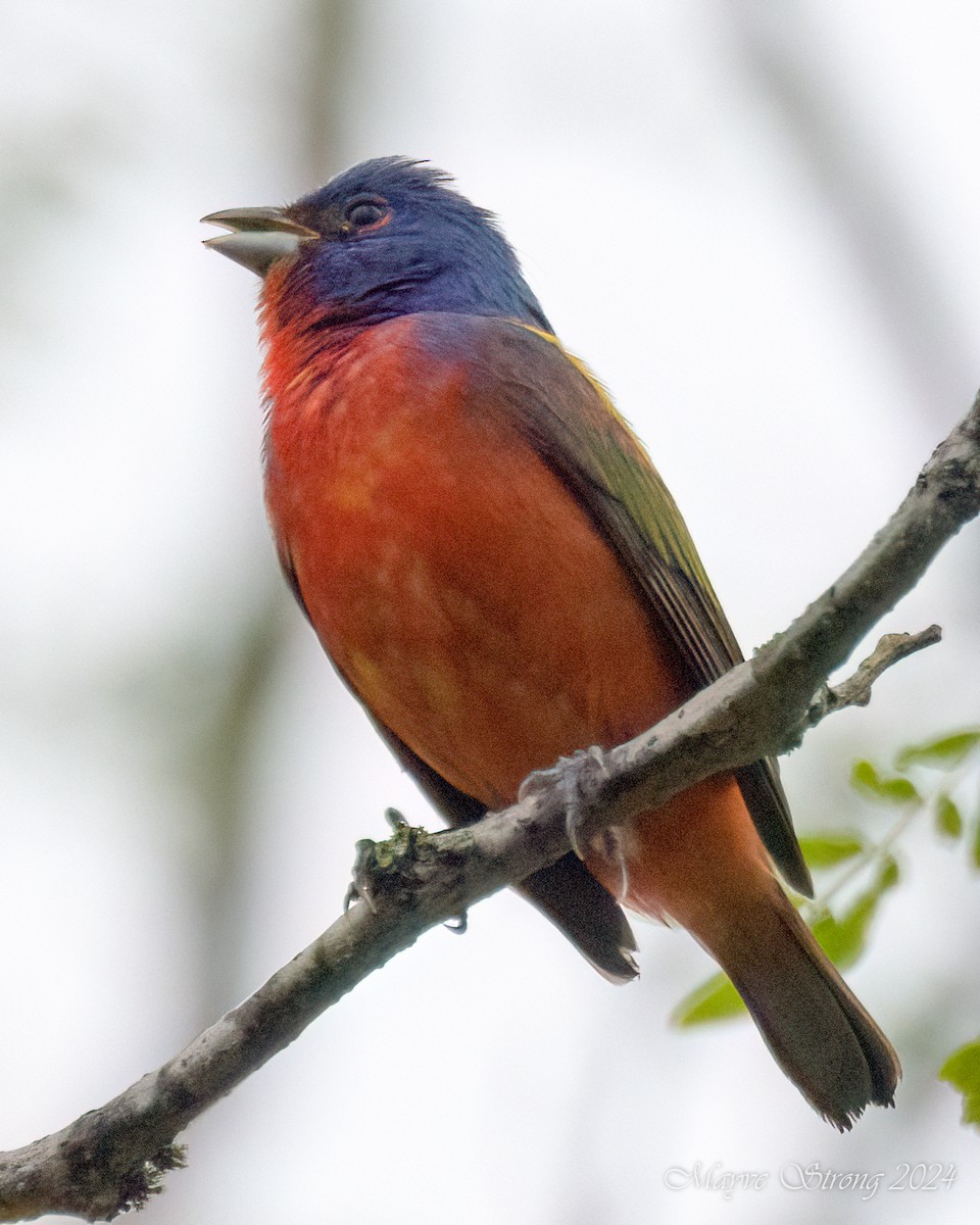Painted Bunting - ML619595680