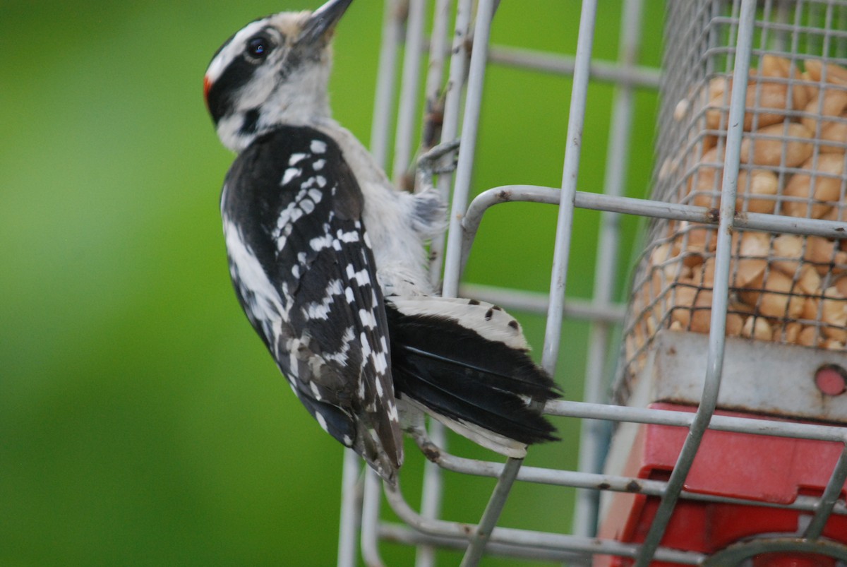 Downy Woodpecker - ML619595692