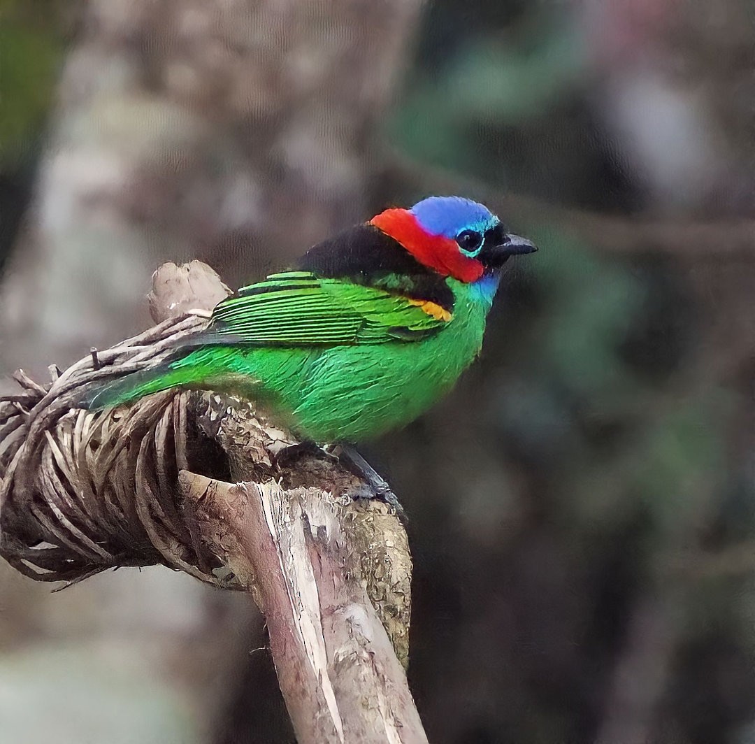 Red-necked Tanager - ML619595706