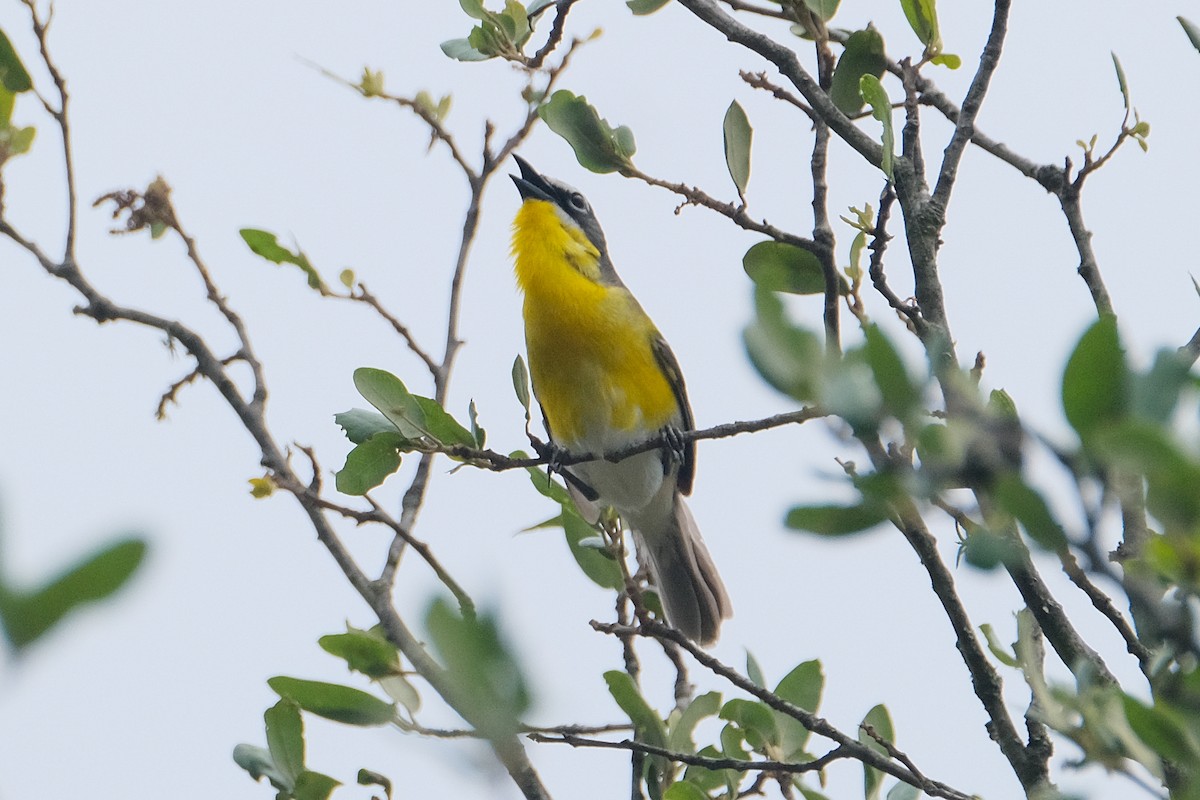 Yellow-breasted Chat - ML619595712