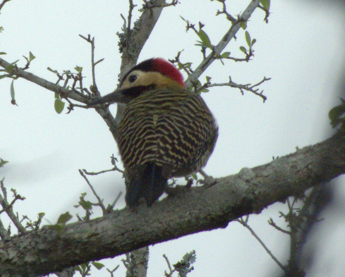Green-barred Woodpecker - ML619595765