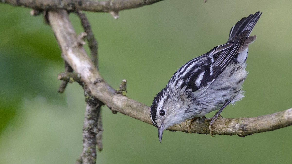 Black-and-white Warbler - ML619595792