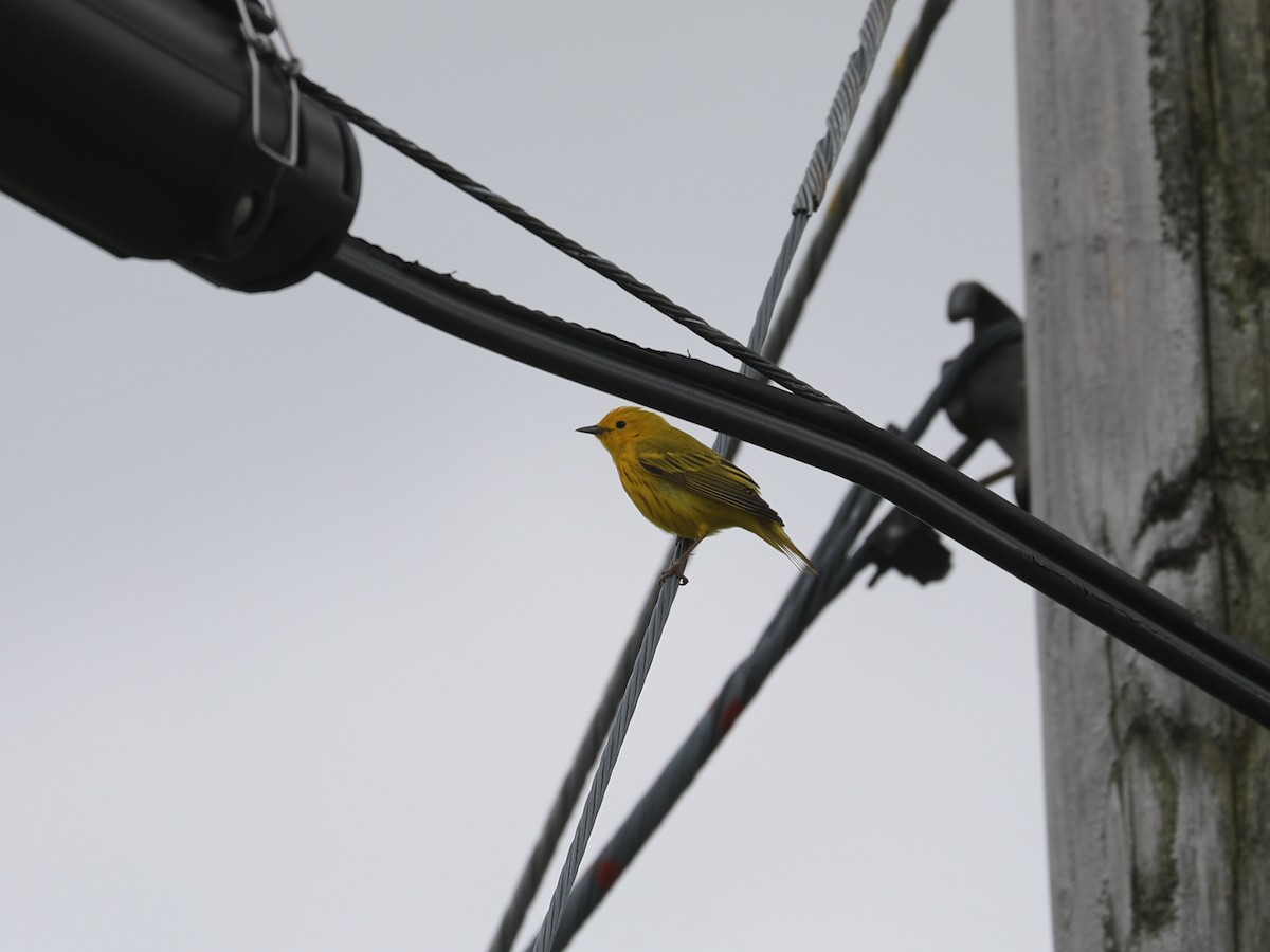 Yellow Warbler - ML619595819