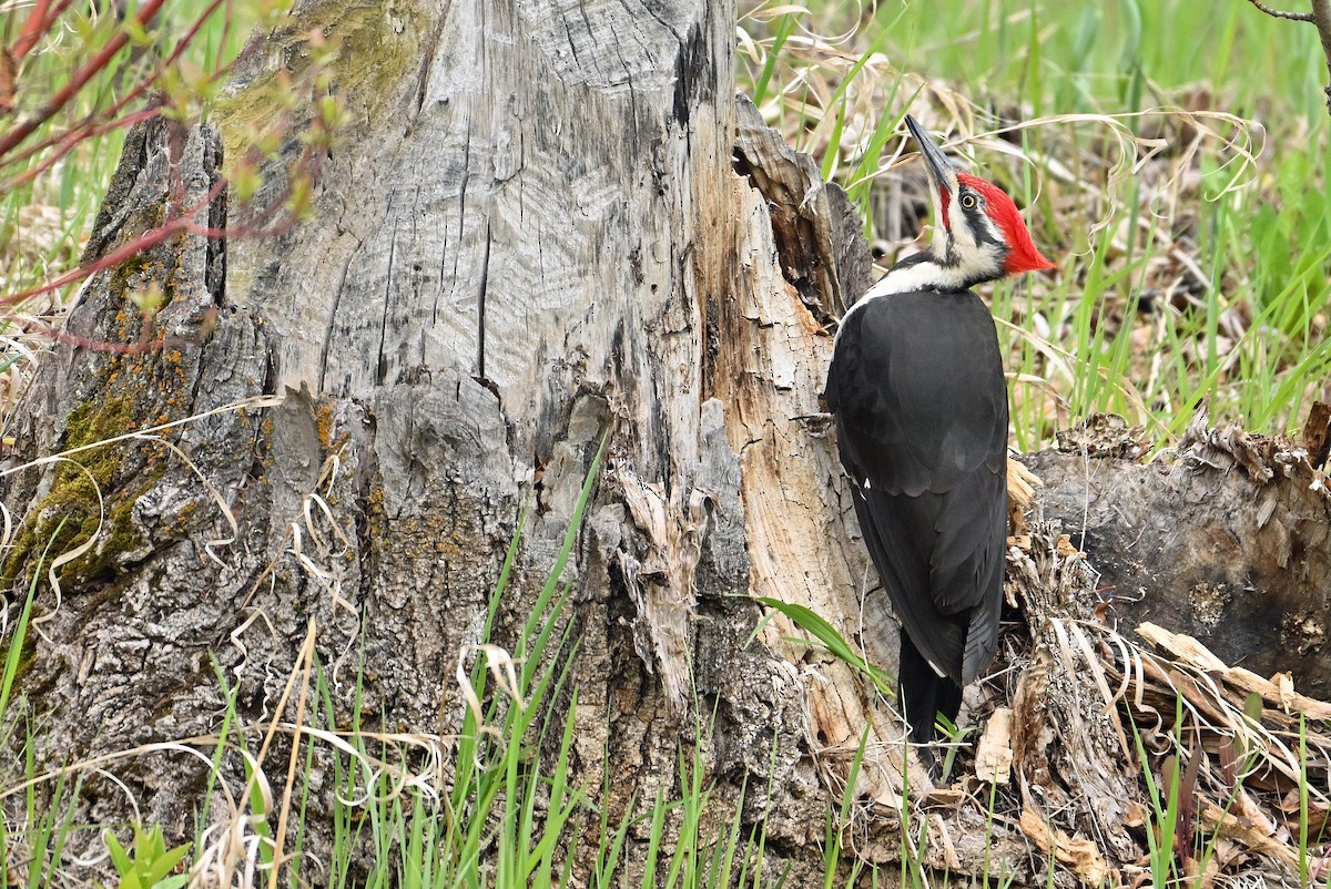 Pileated Woodpecker - ML619595821