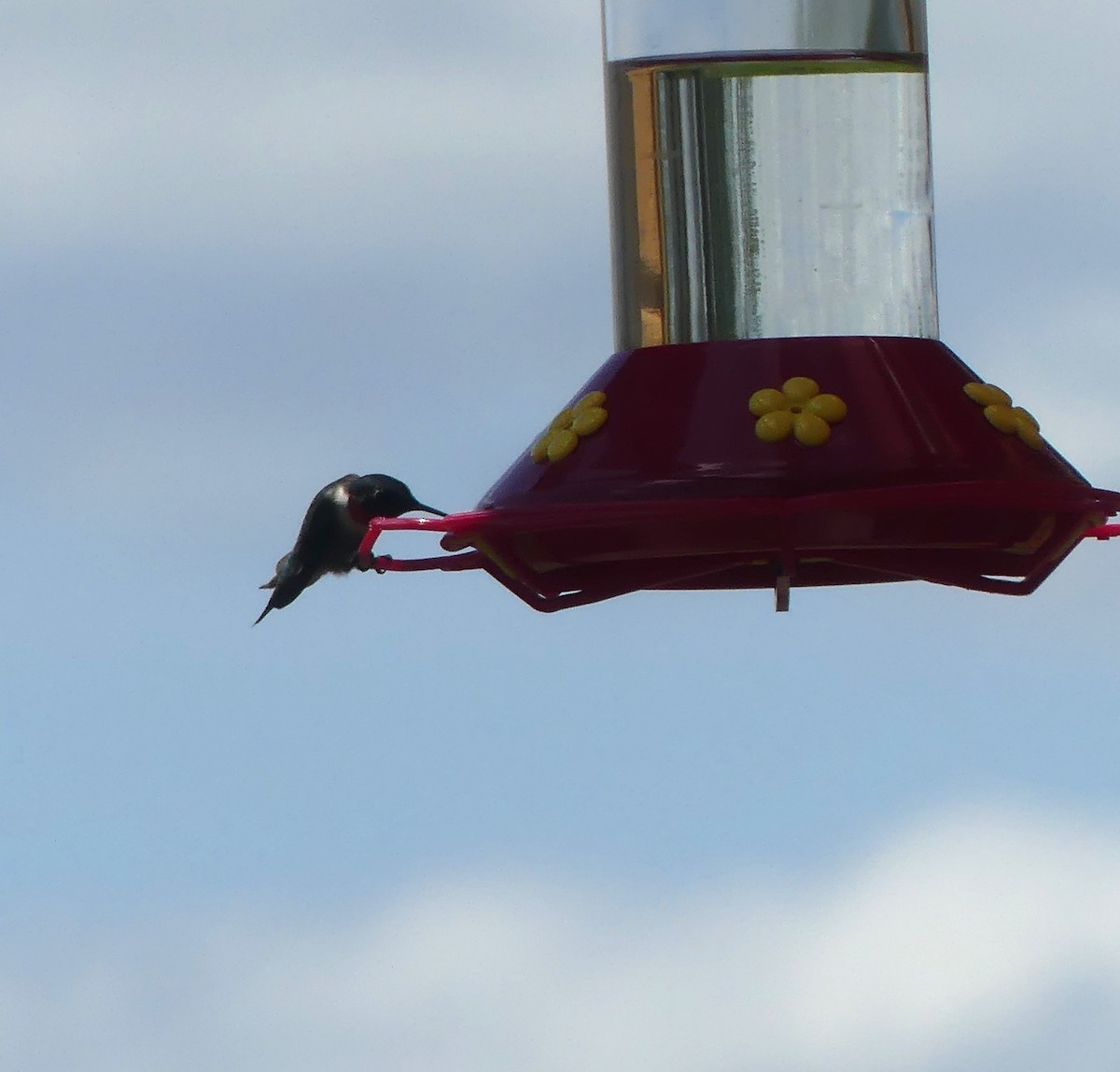 Ruby-throated Hummingbird - ML619595858