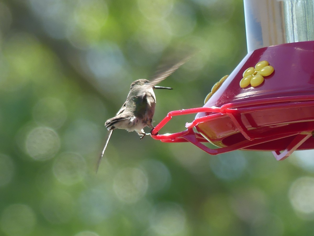 Ruby-throated Hummingbird - ML619595860