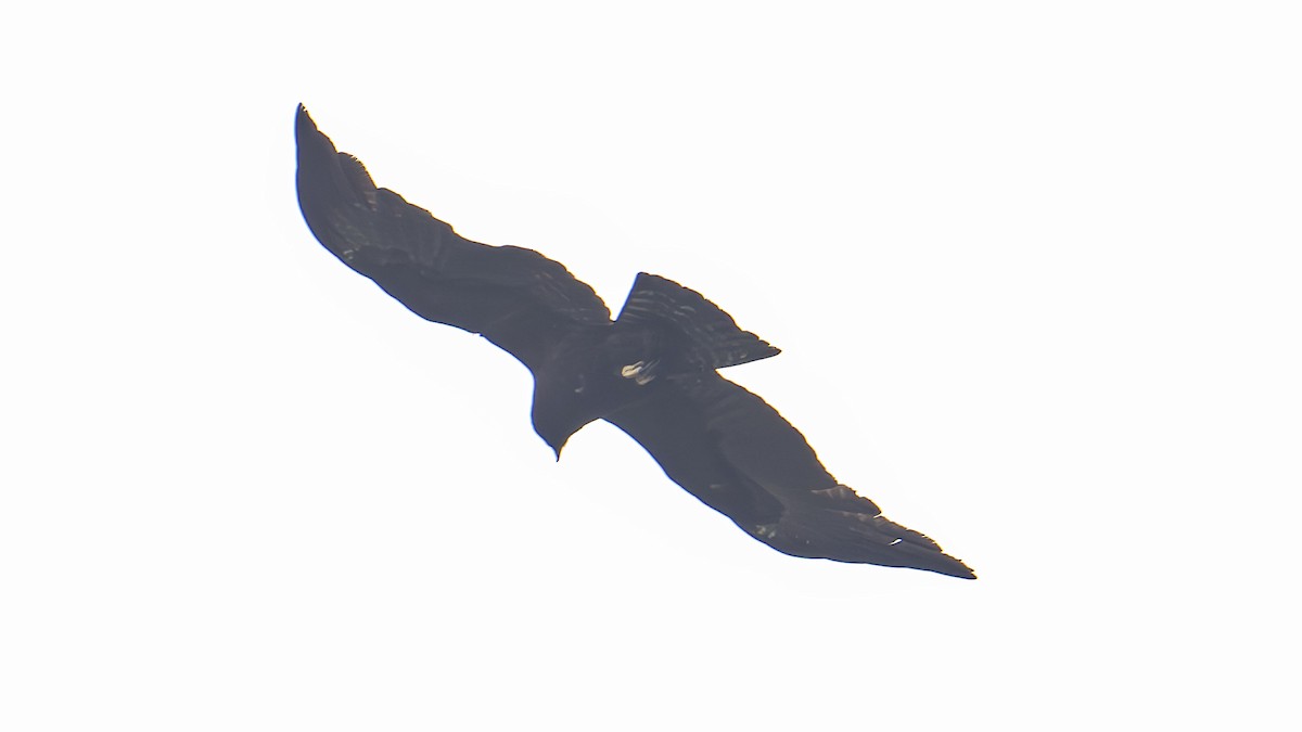 Black Eagle - ML619595873