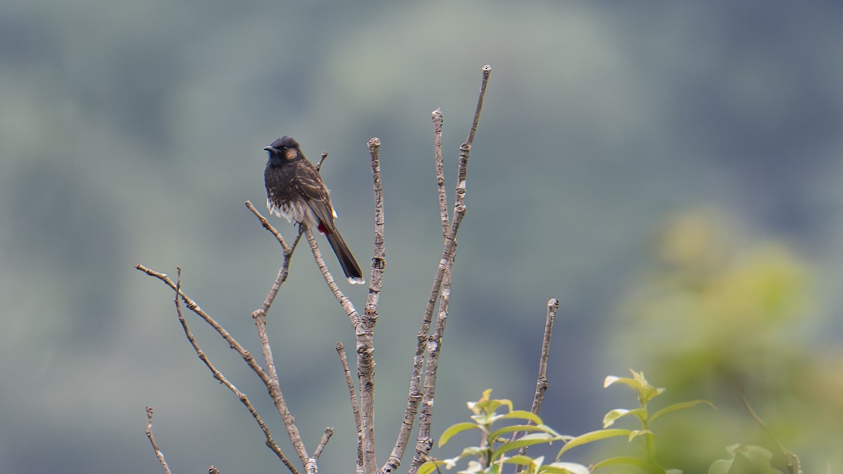 Red-vented Bulbul - ML619595883
