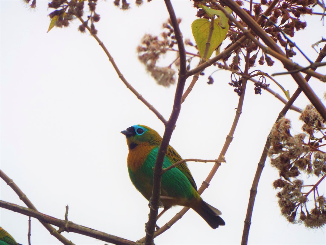 Brassy-breasted Tanager - ML619595884