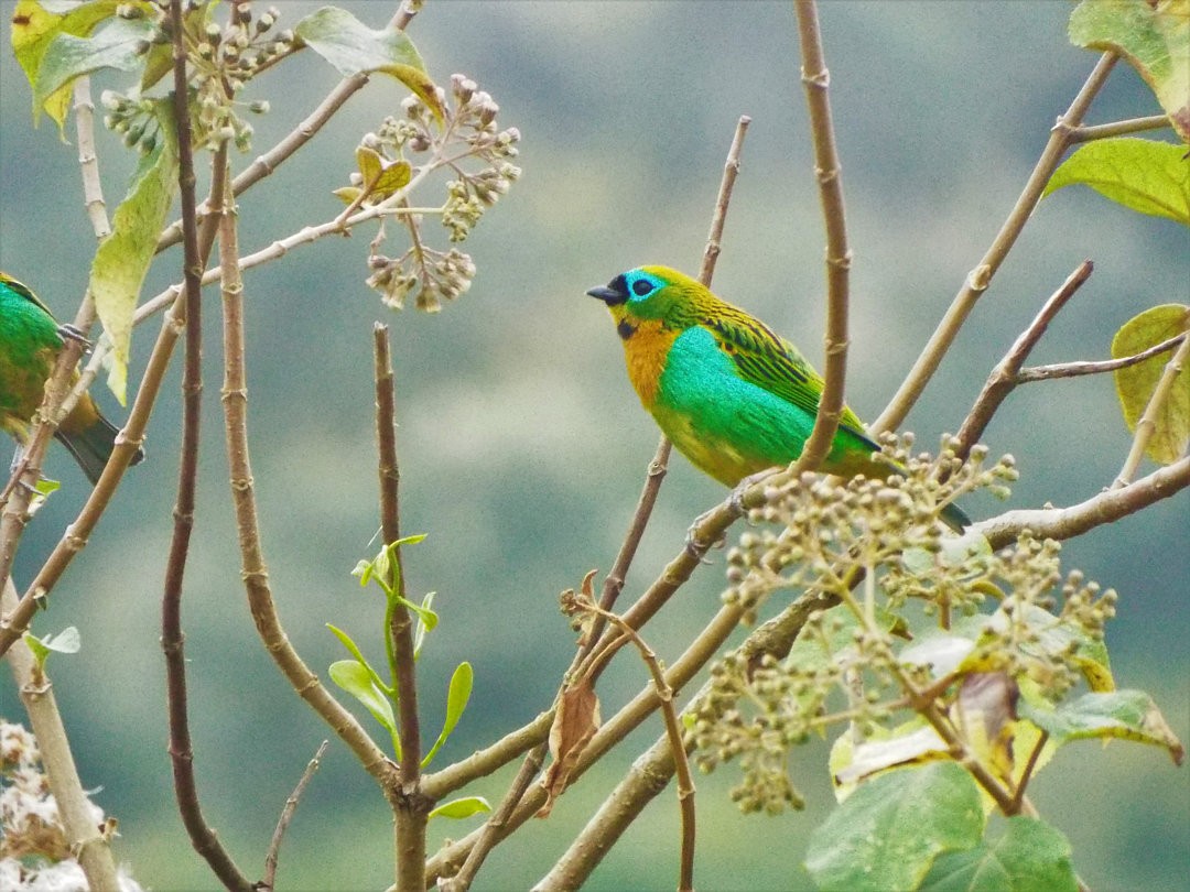 Brassy-breasted Tanager - ML619595885