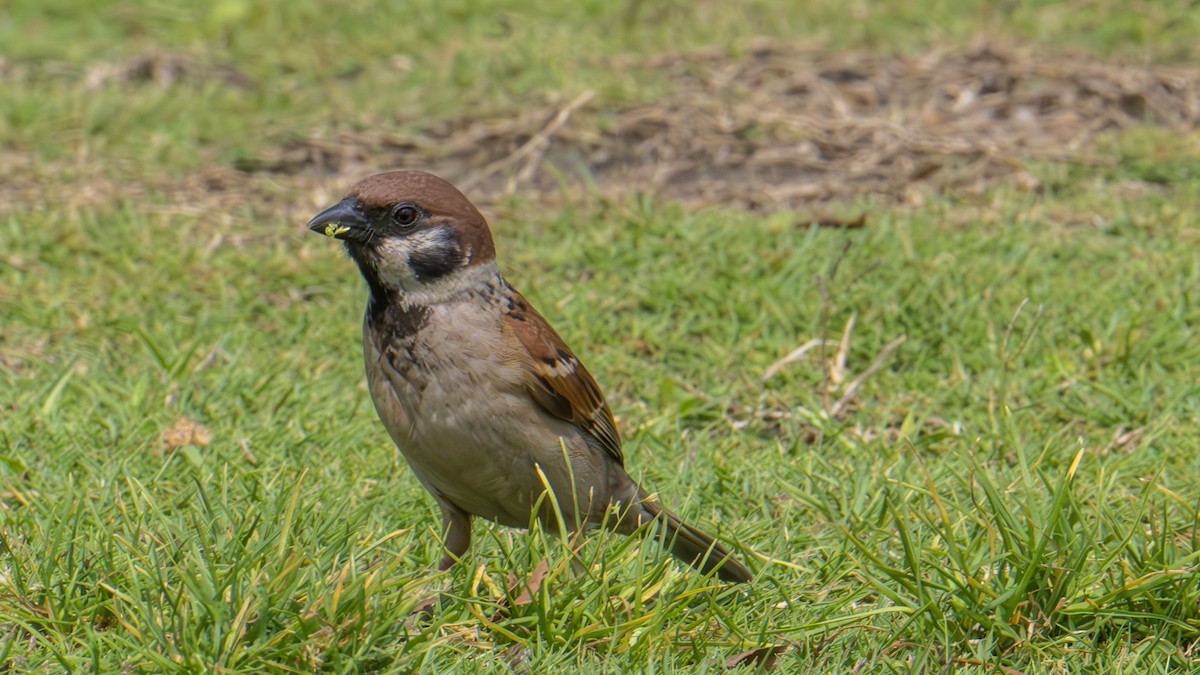 Eurasian Tree Sparrow - ML619595913