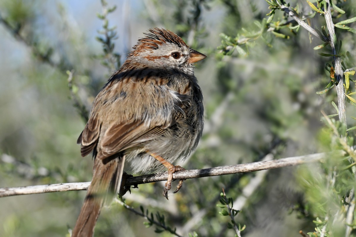 Rufous-winged Sparrow - ML619595956
