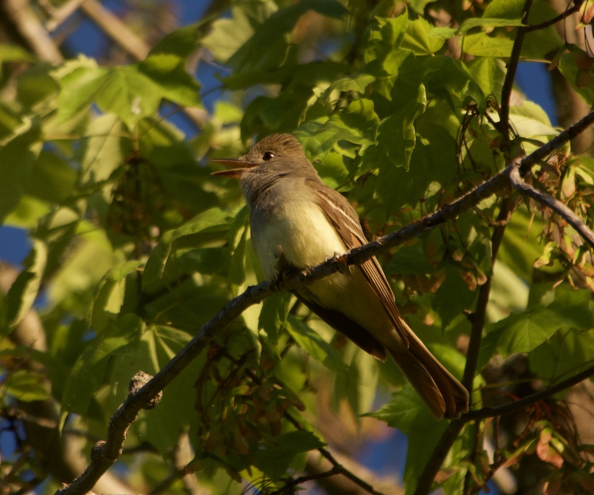 Great Crested Flycatcher - ML619595972