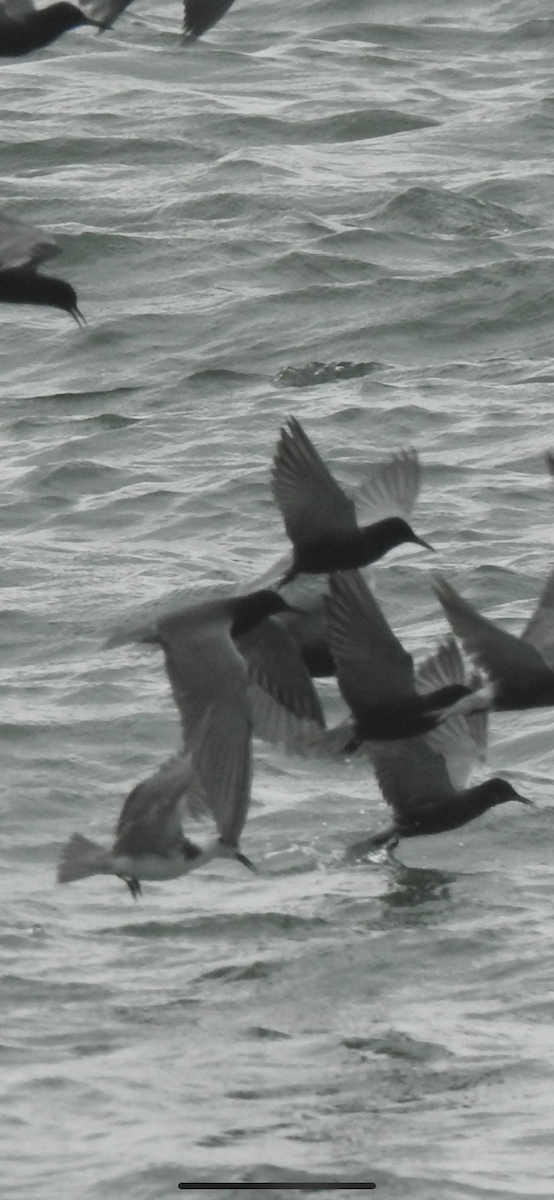 Black Tern (American) - ML619595989