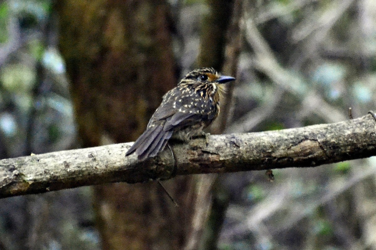 Crescent-chested Puffbird (Greater) - ML619596049