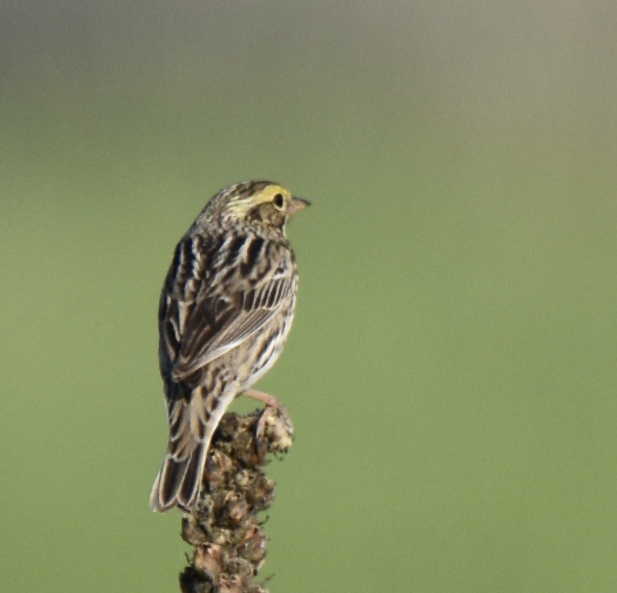 Savannah Sparrow - ML619596101