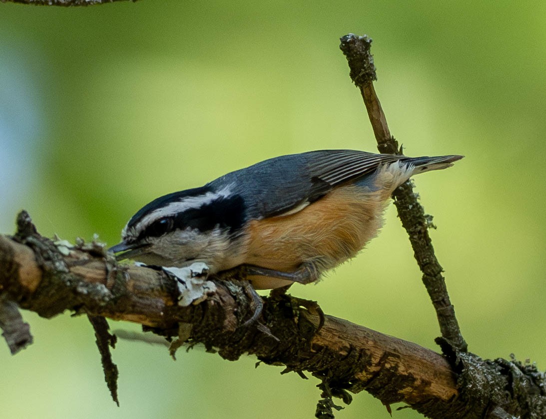 Red-breasted Nuthatch - ML619596111