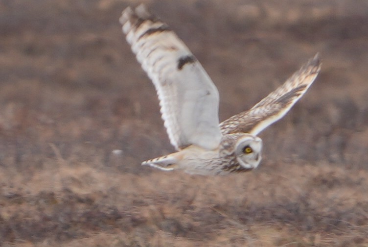 Short-eared Owl - ML619596112