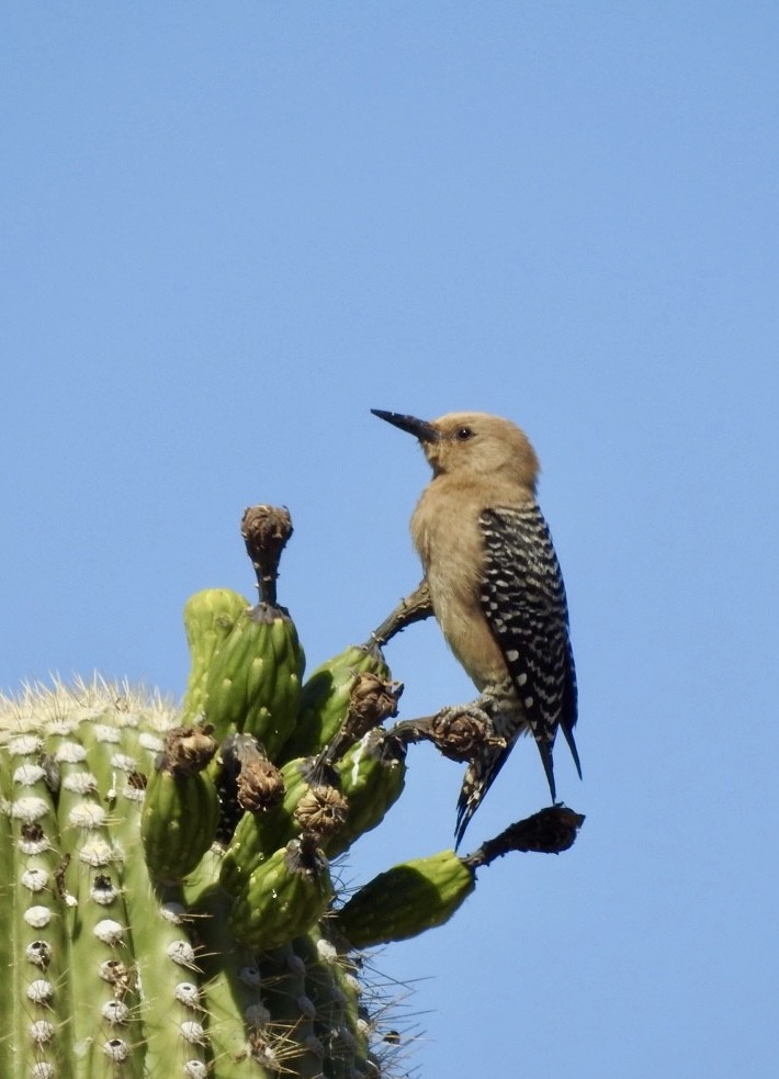 Gila Woodpecker - ML619596115