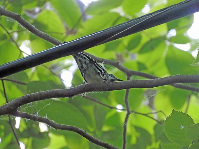 Black-and-white Warbler - ML619596117