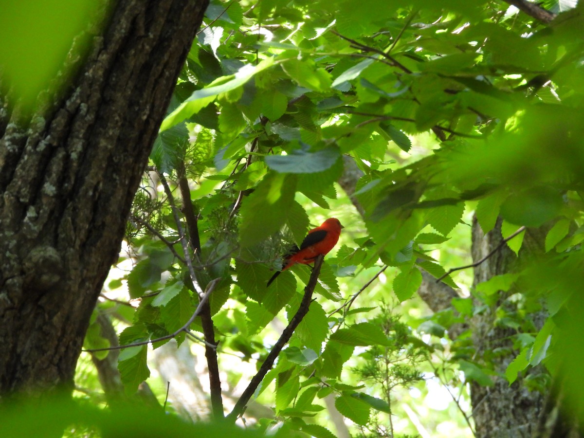 Scarlet Tanager - ML619596119