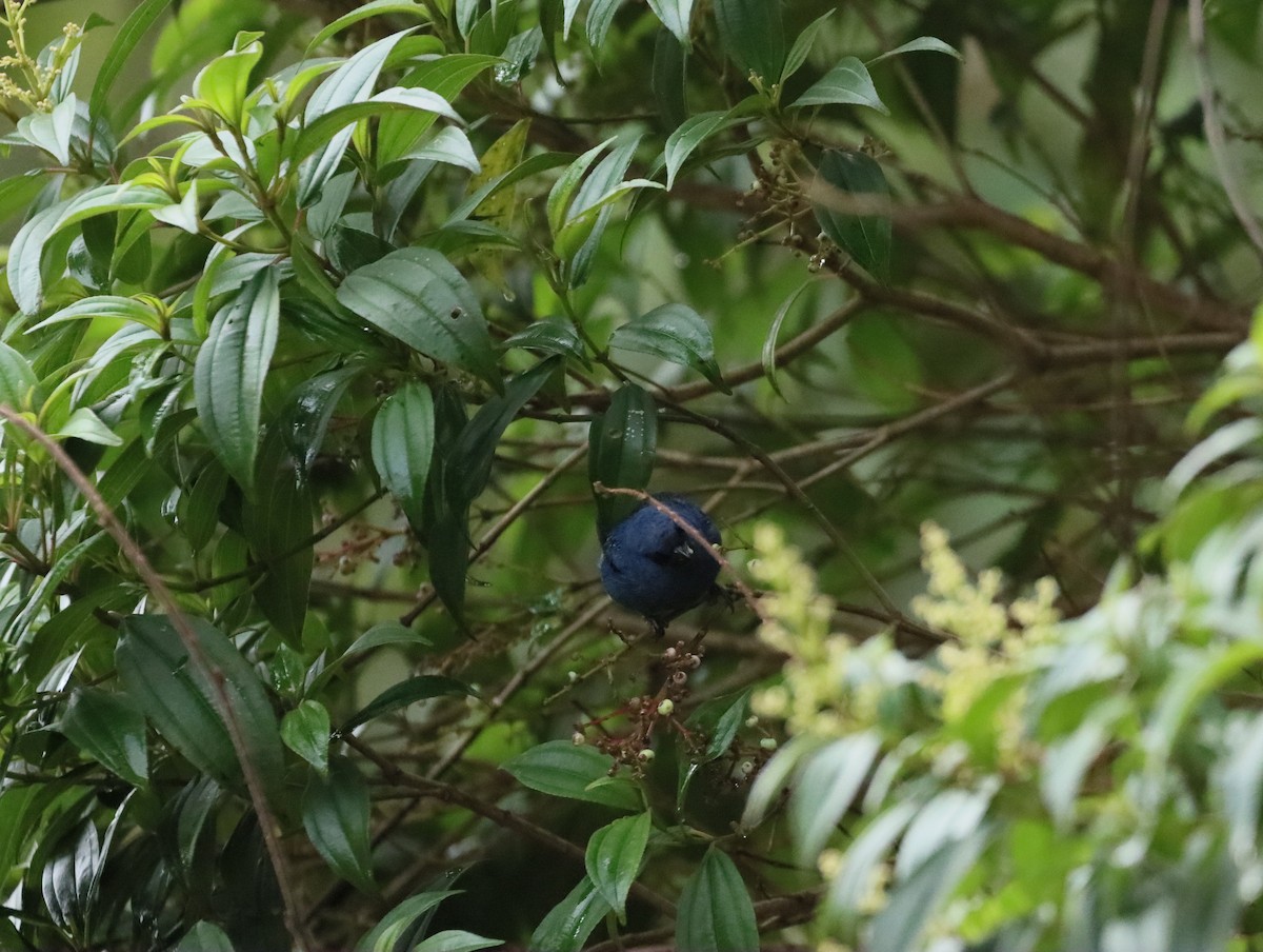 Blue-and-black Tanager - ML619596152