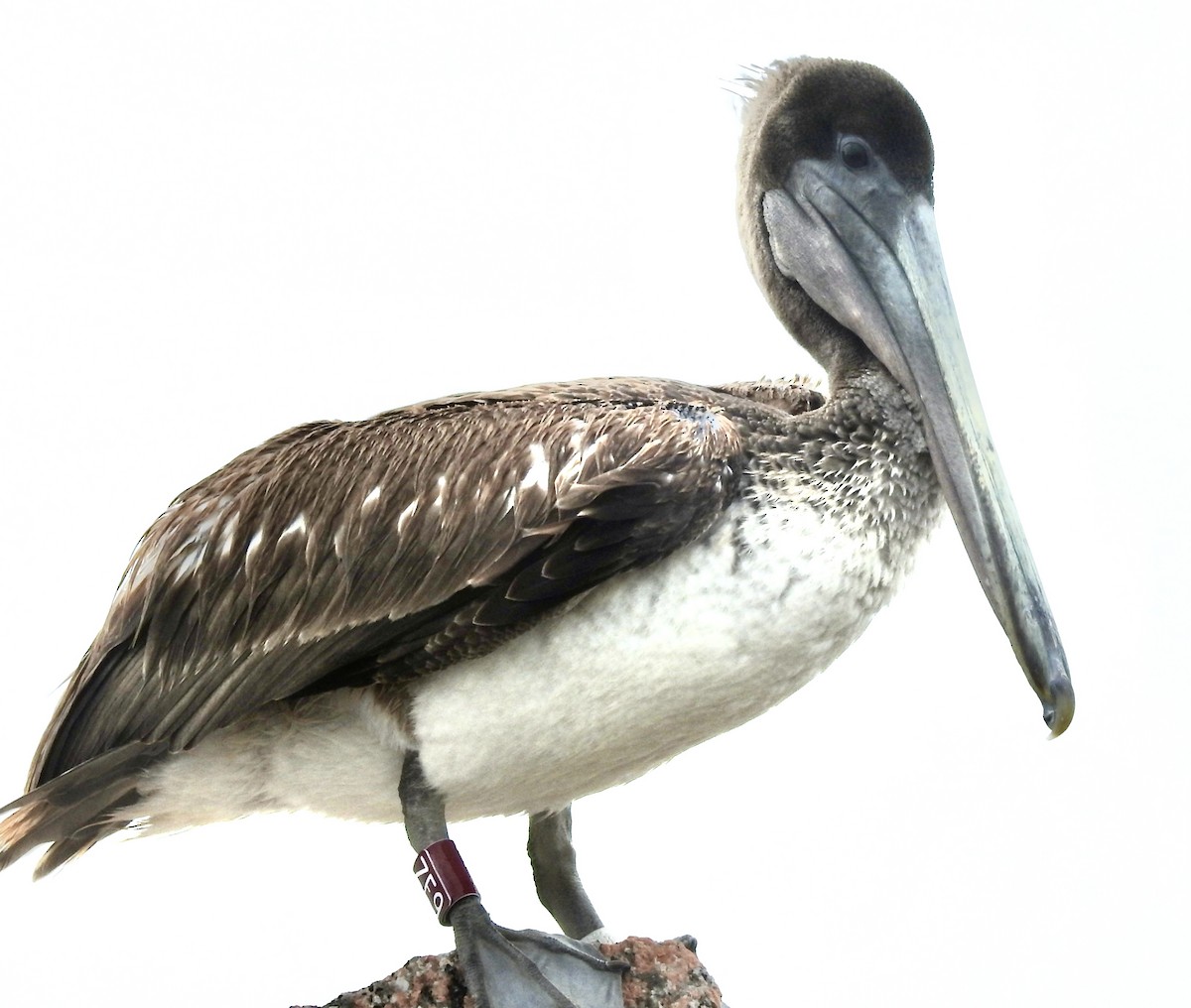 Brown Pelican (Atlantic) - ML619596153
