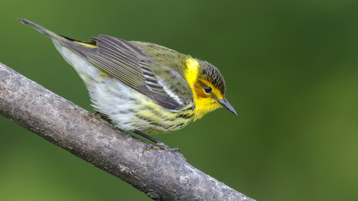 Cape May Warbler - ML619596170