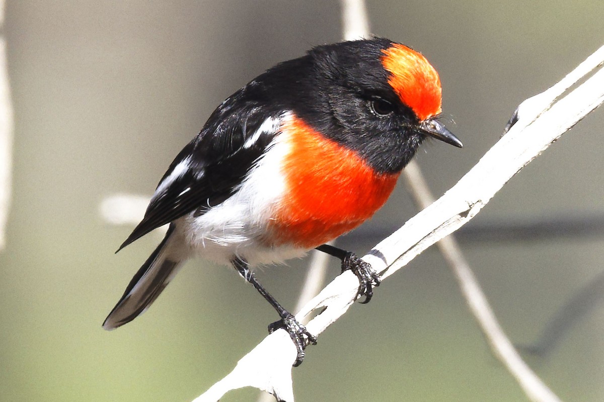 Red-capped Robin - ML619596221