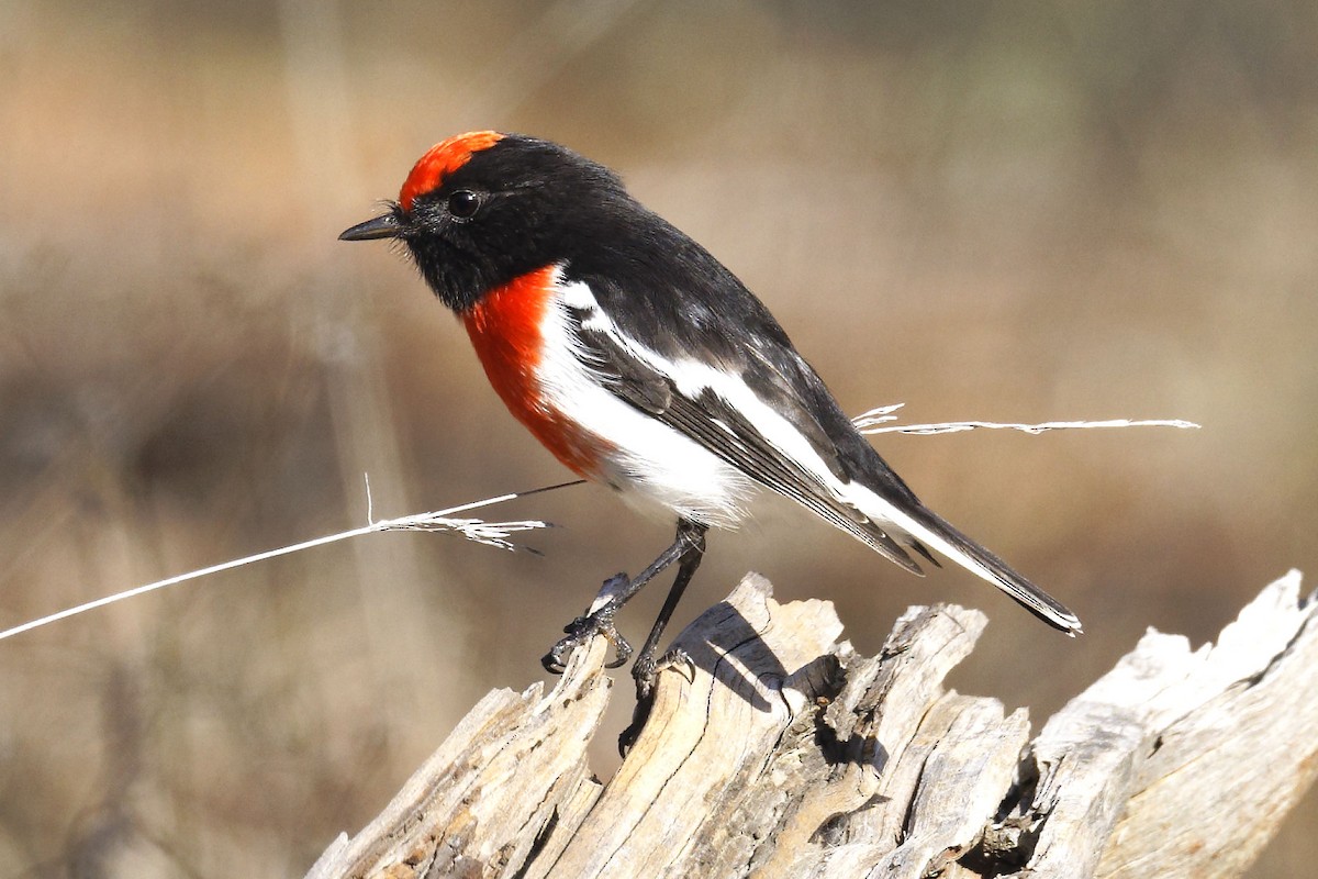 Red-capped Robin - ML619596276