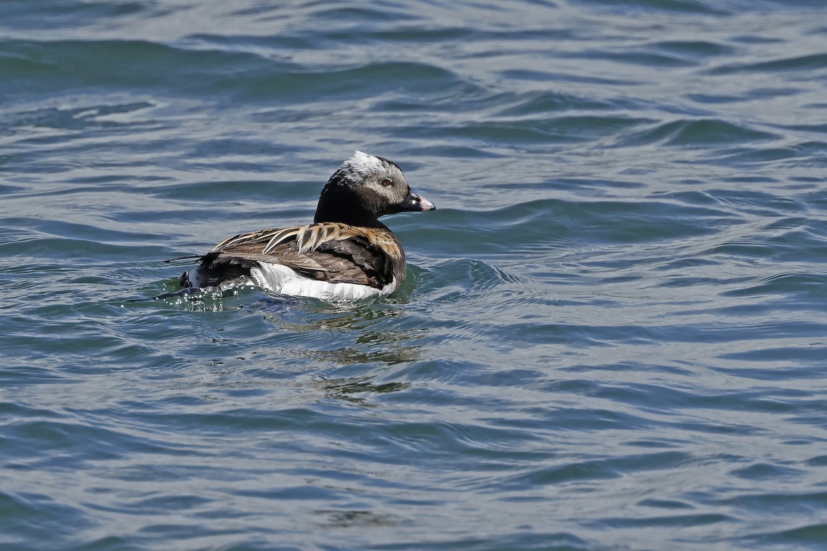 Long-tailed Duck - ML619596299