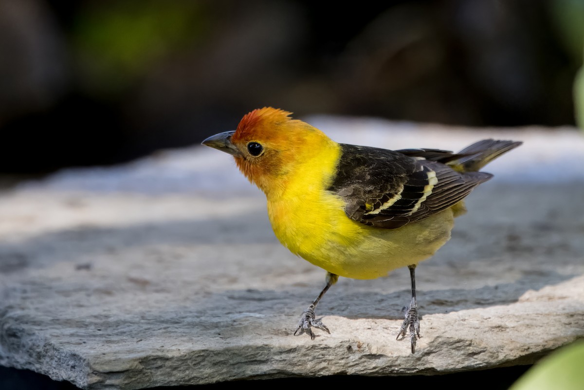 Western Tanager - ML619596342