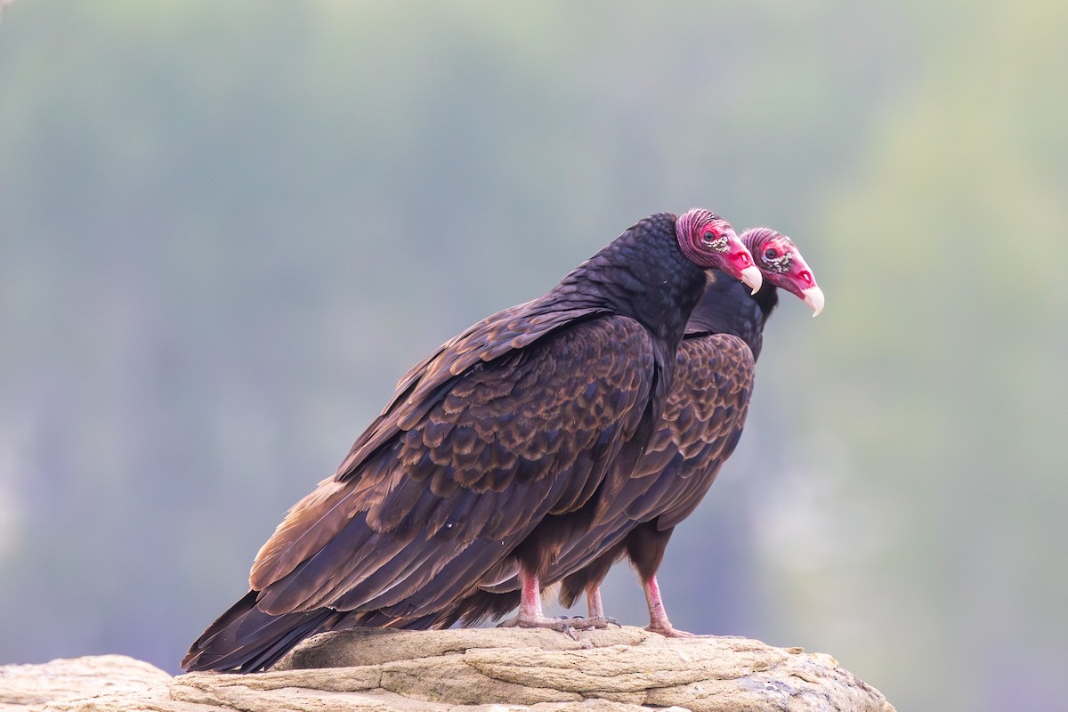 Turkey Vulture - ML619596367