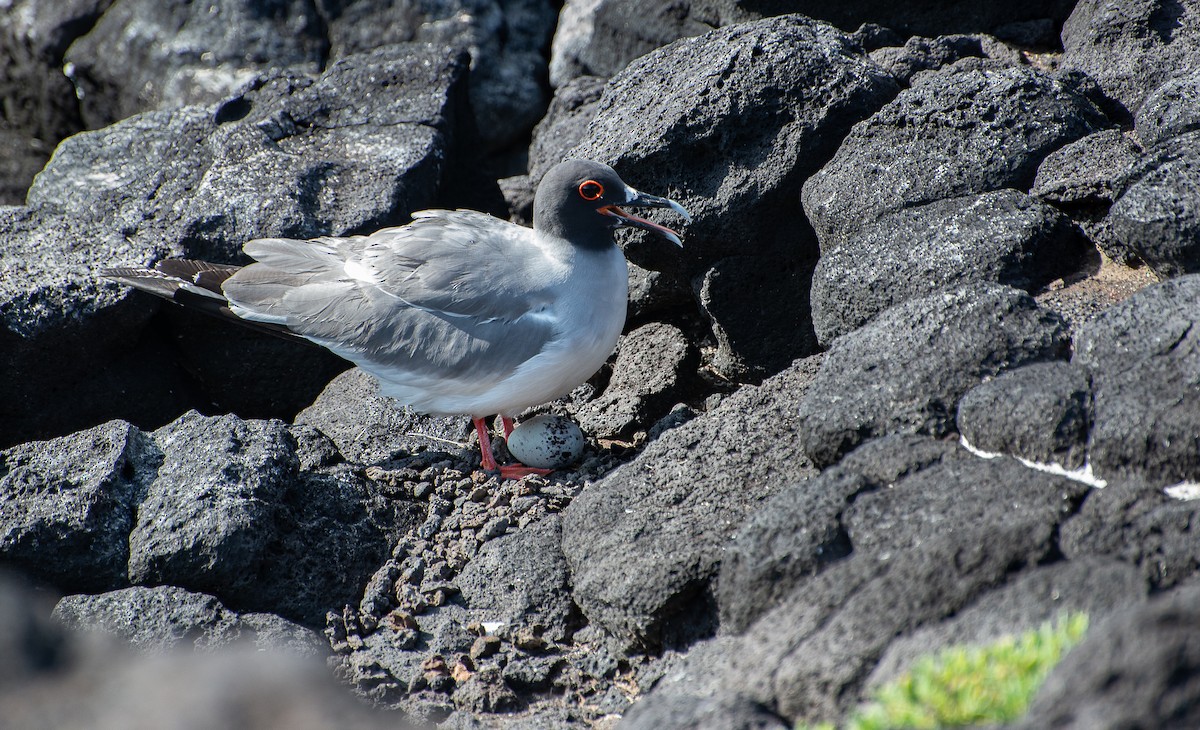 Swallow-tailed Gull - ML619596403