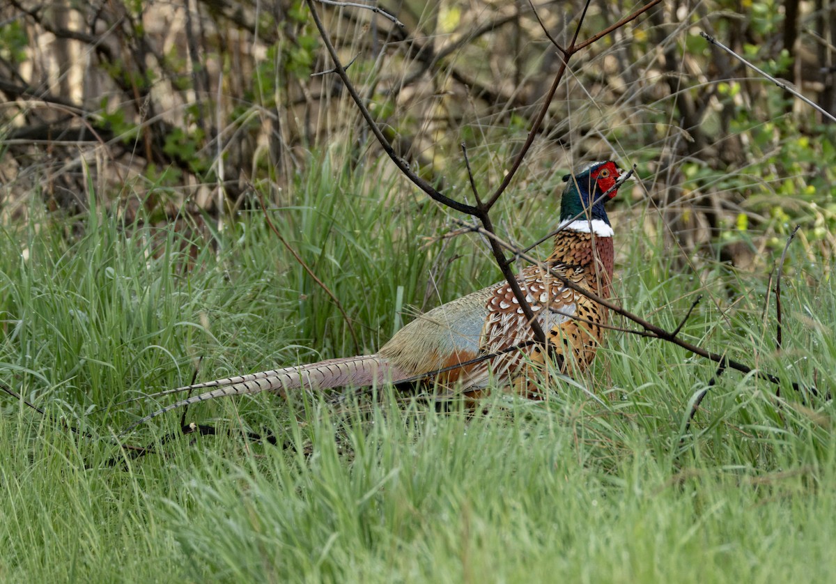 Ring-necked Pheasant - ML619596412