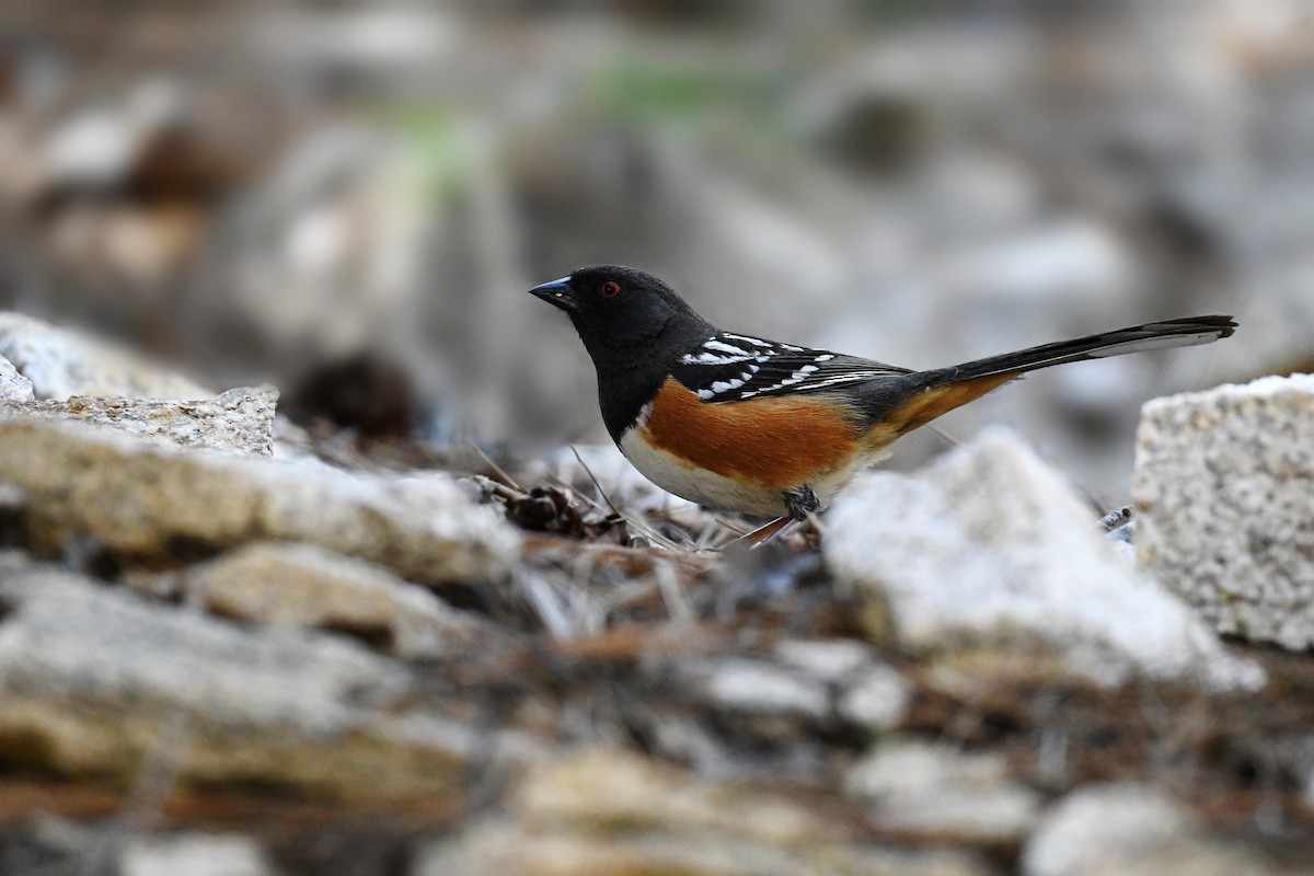 Spotted Towhee - ML619596529