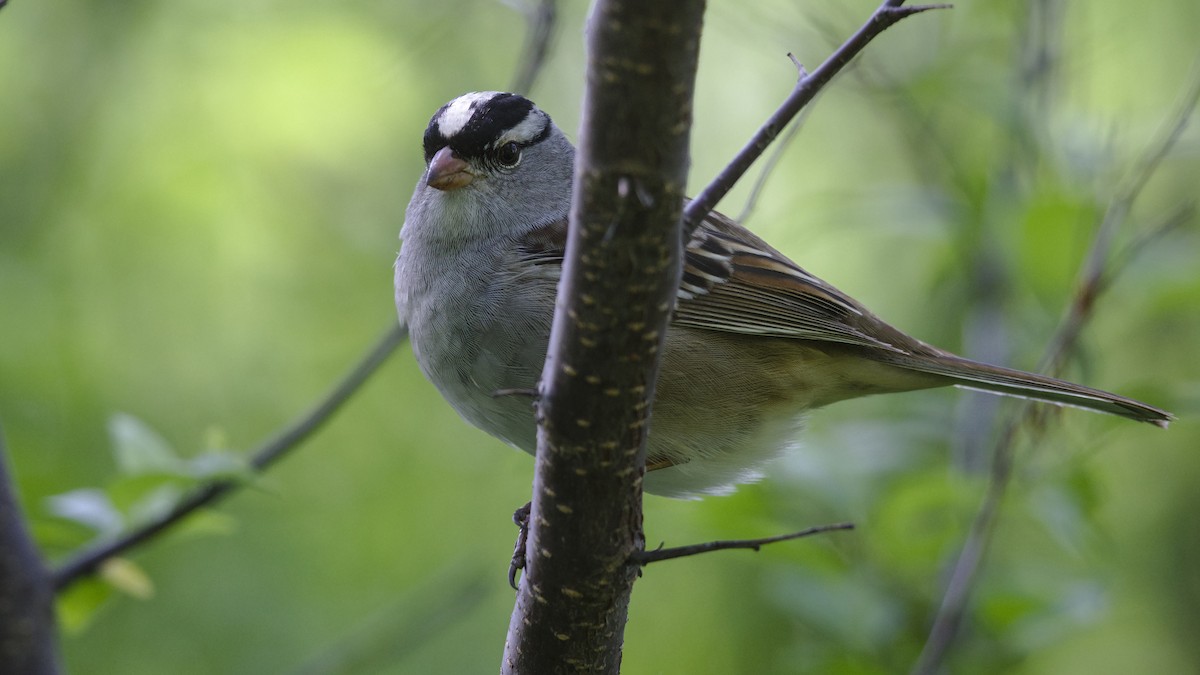 White-crowned Sparrow - ML619596545
