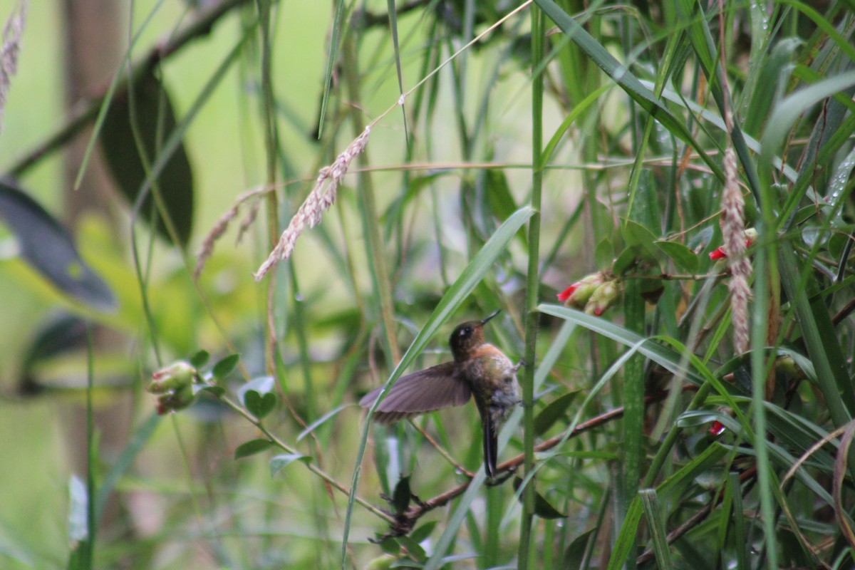 kolibřík dřišťálový - ML619596556