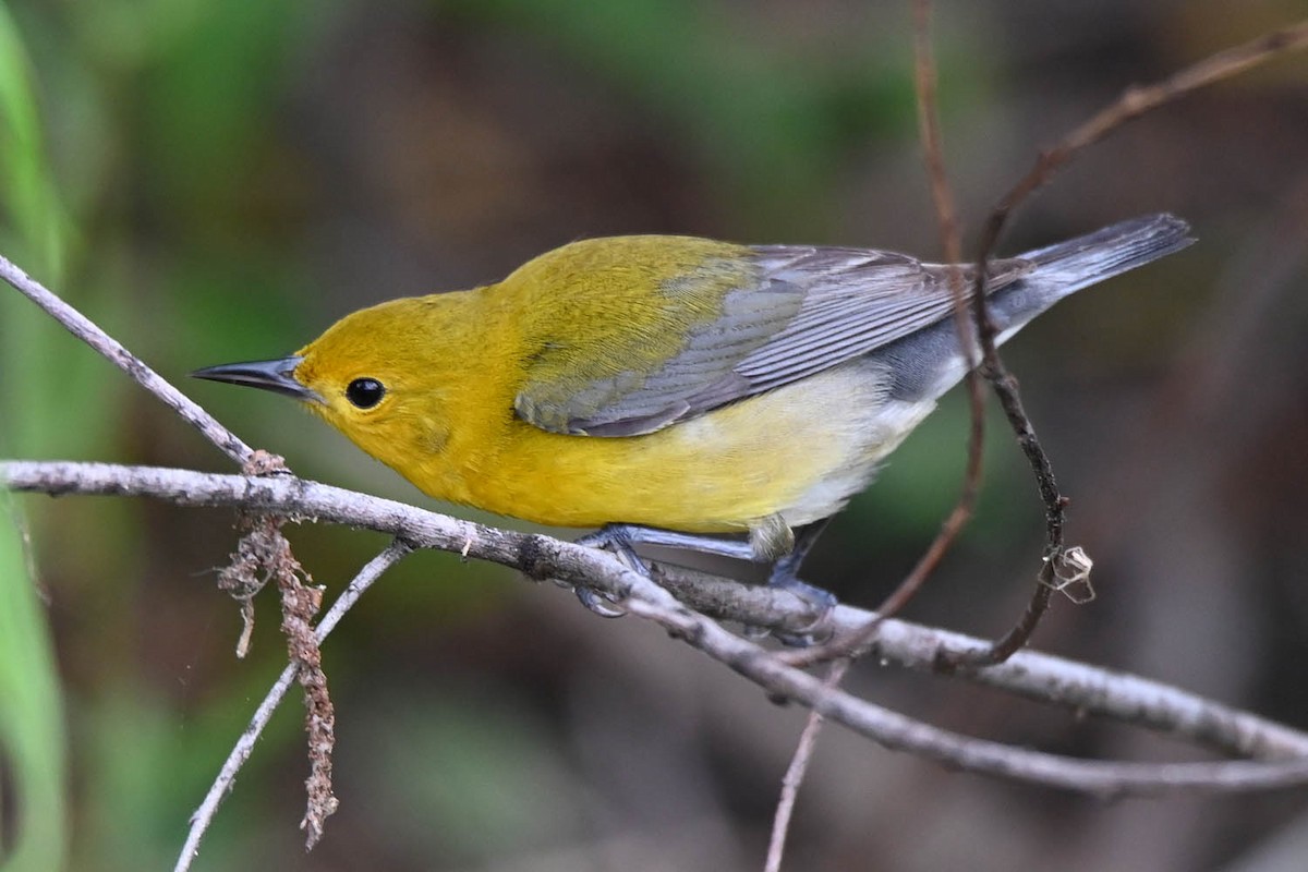 Prothonotary Warbler - ML619596592