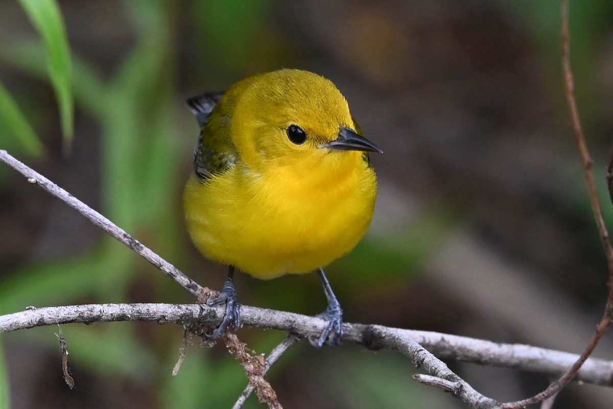Prothonotary Warbler - ML619596593