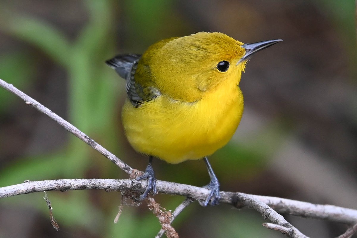 Prothonotary Warbler - ML619596594