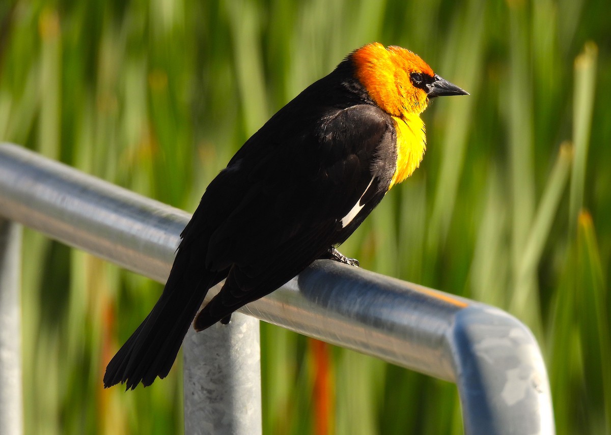 Yellow-headed Blackbird - ML619596638