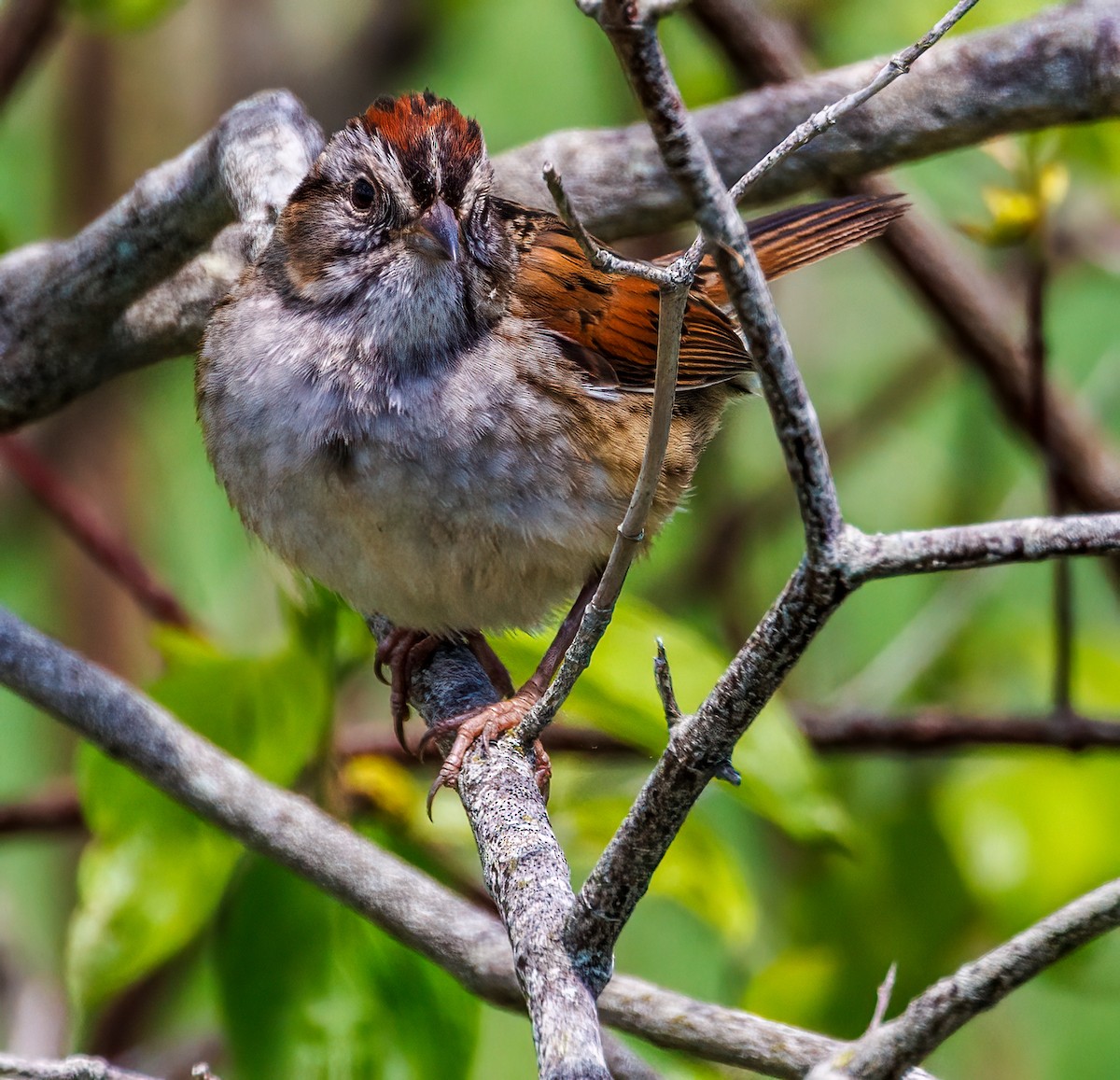 Swamp Sparrow - ML619596641