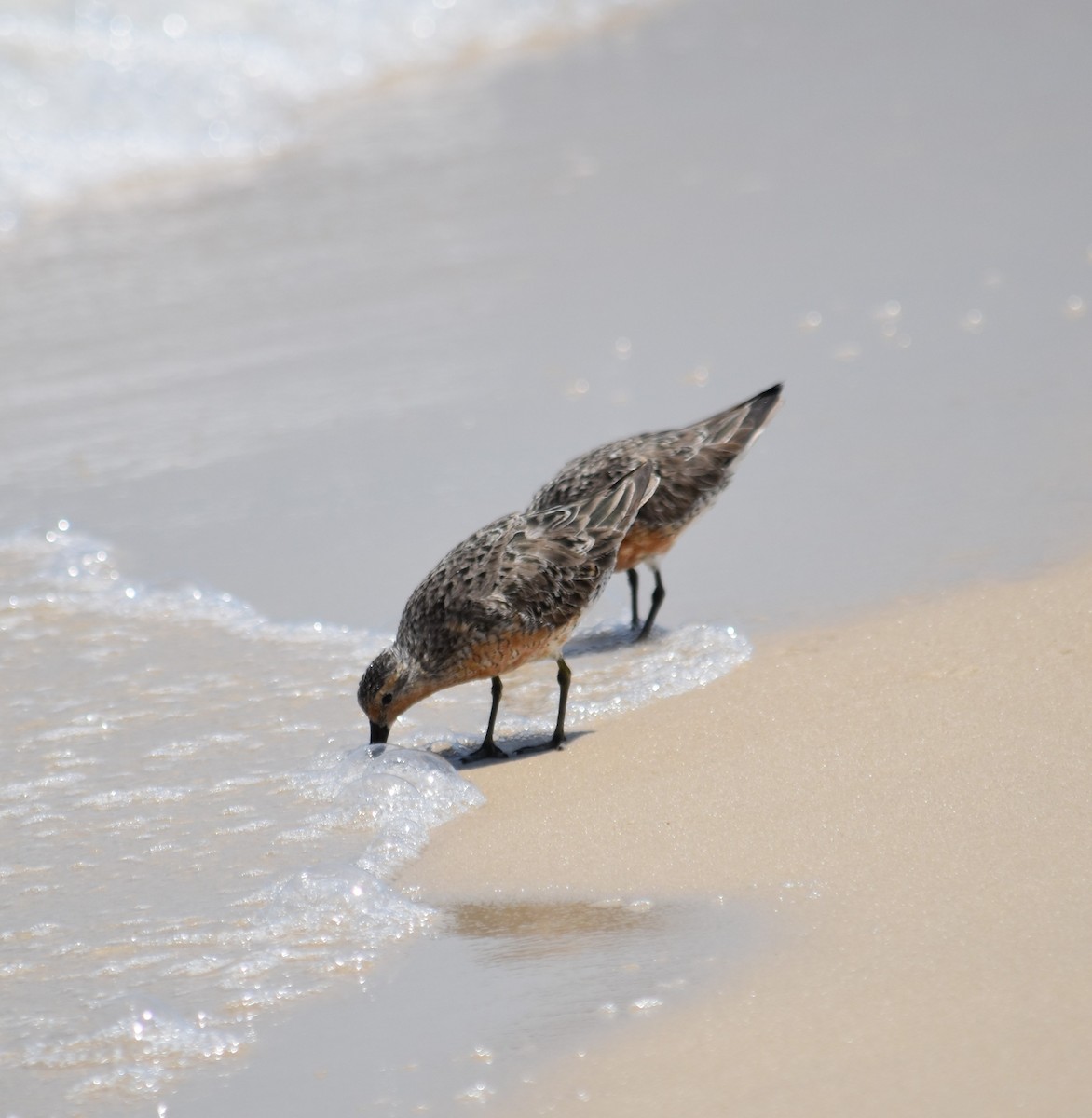 Red Knot - ML619596642
