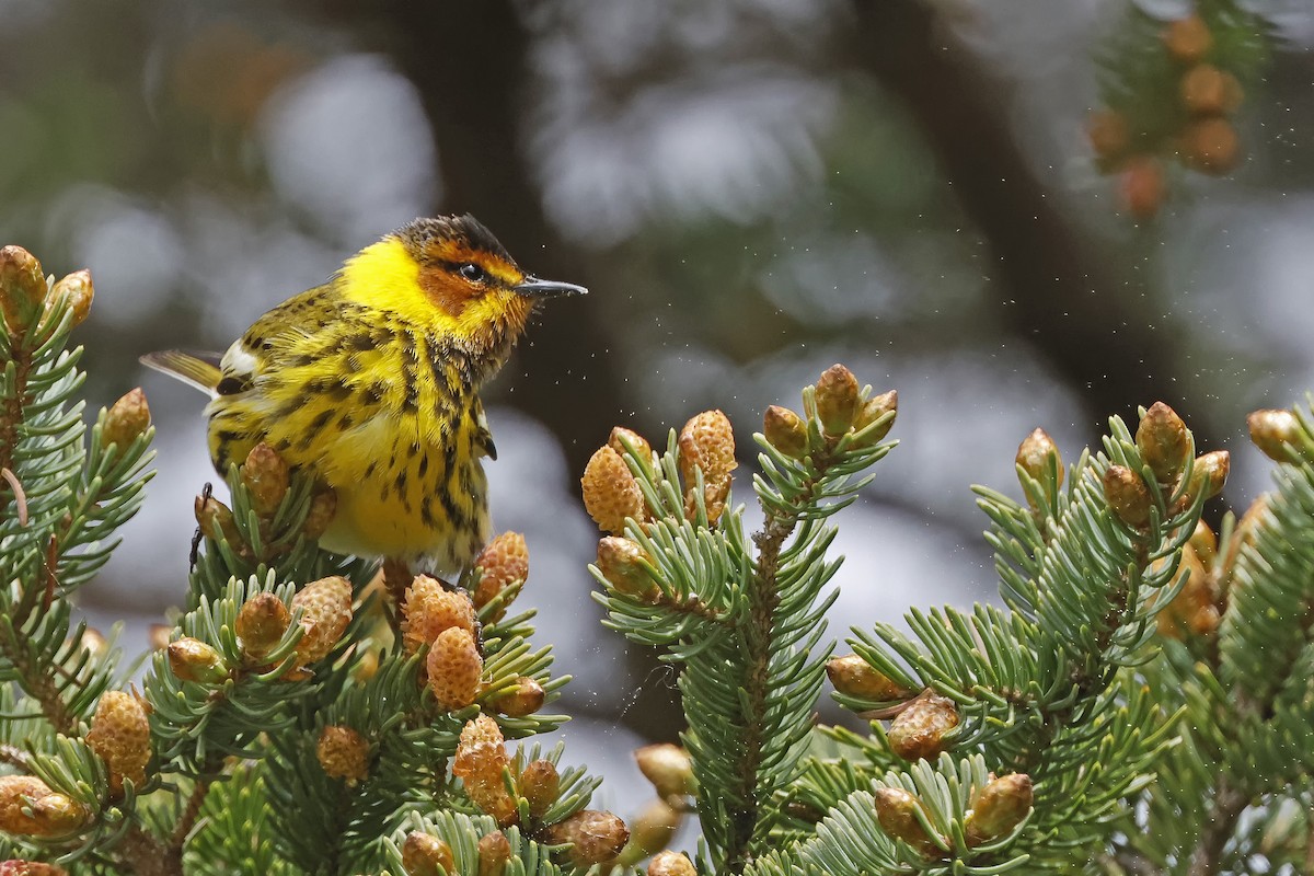 Cape May Warbler - ML619596643
