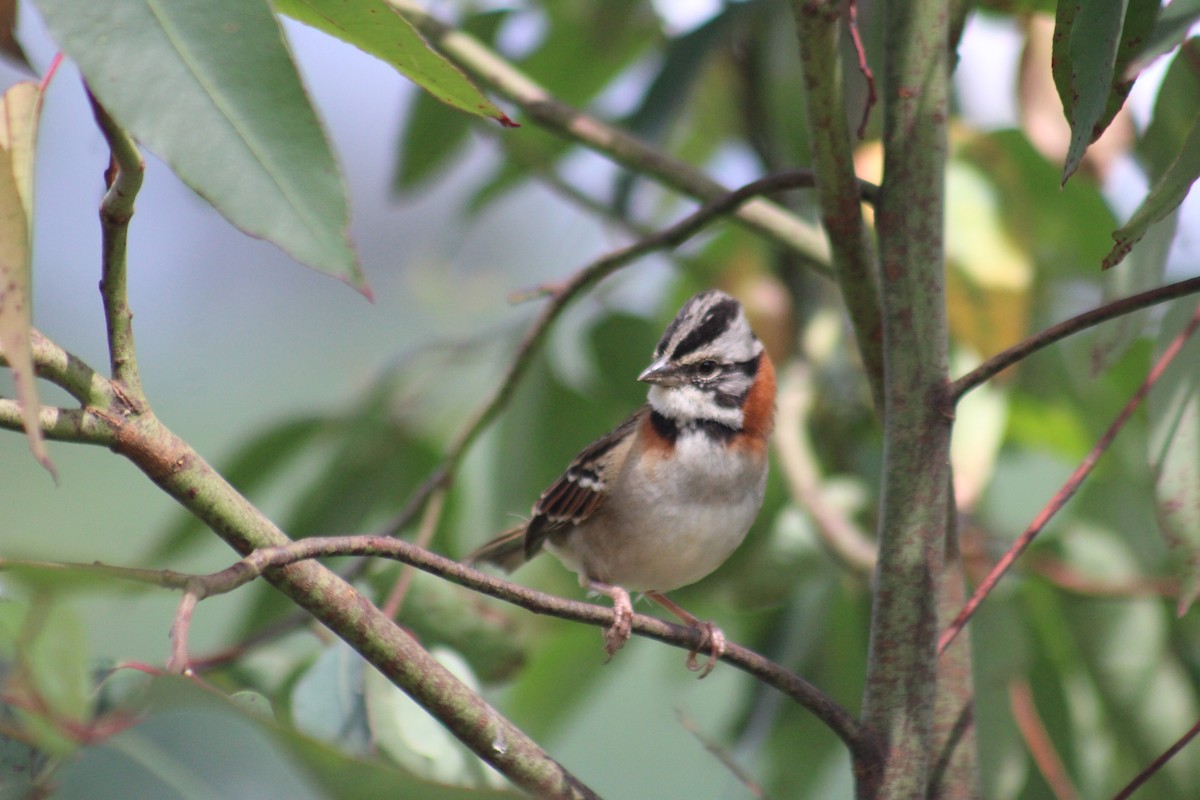 Rufous-collared Sparrow - ML619596684