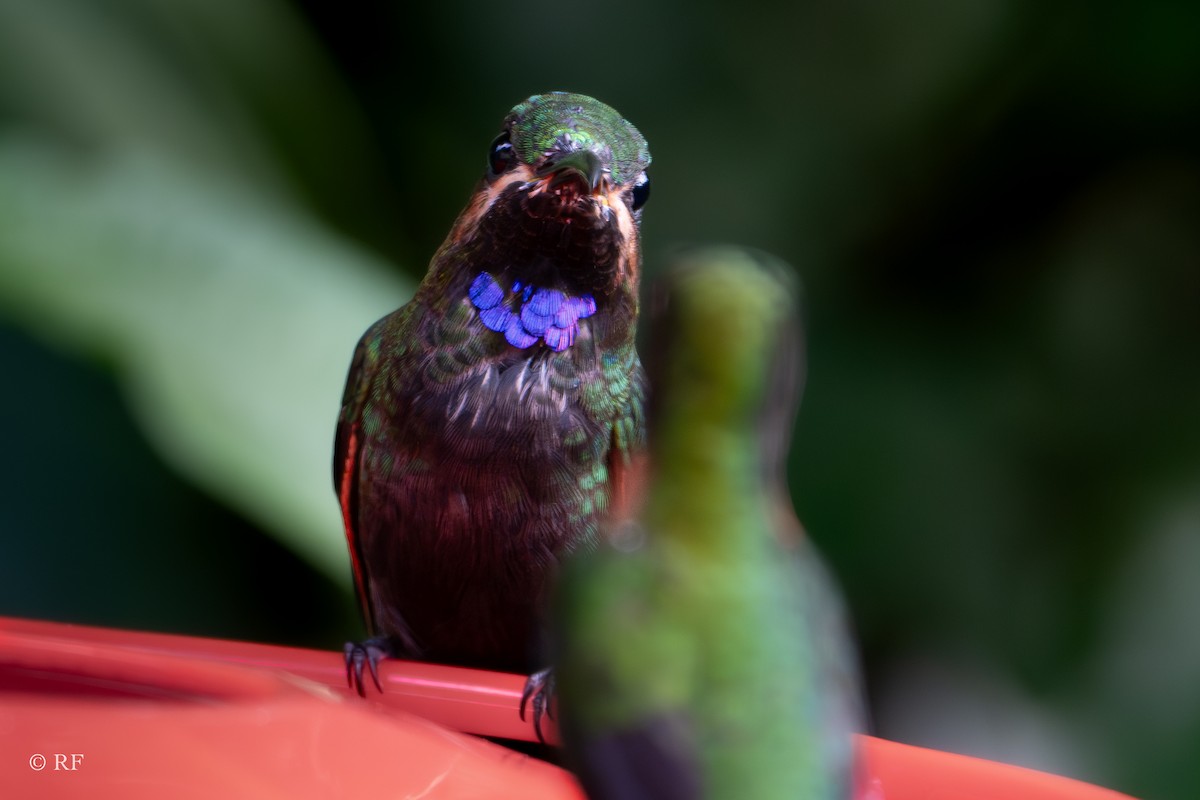 kolibřík zelenoprsý (ssp. schreibersii) - ML619596755