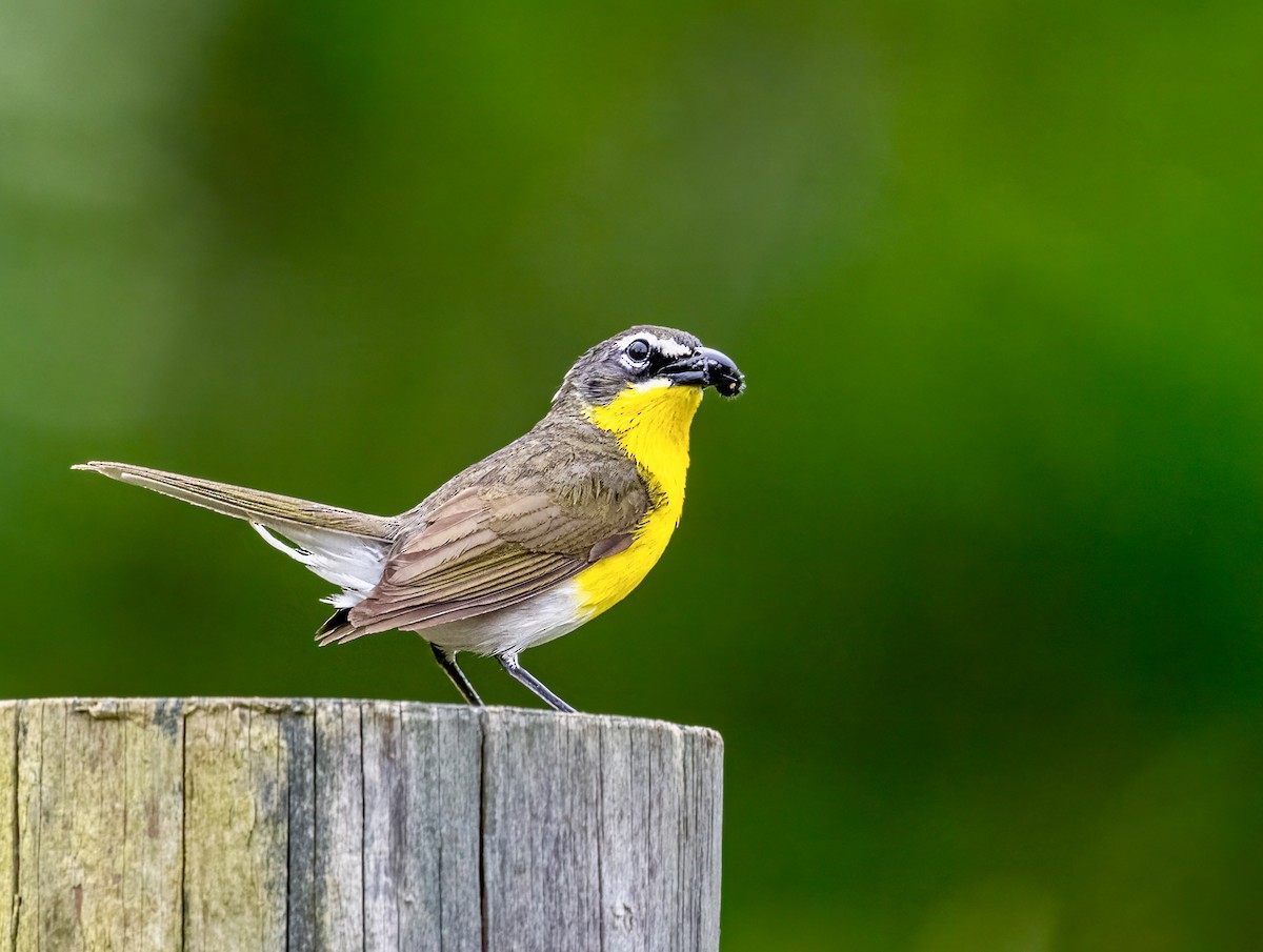 Yellow-breasted Chat - ML619596782