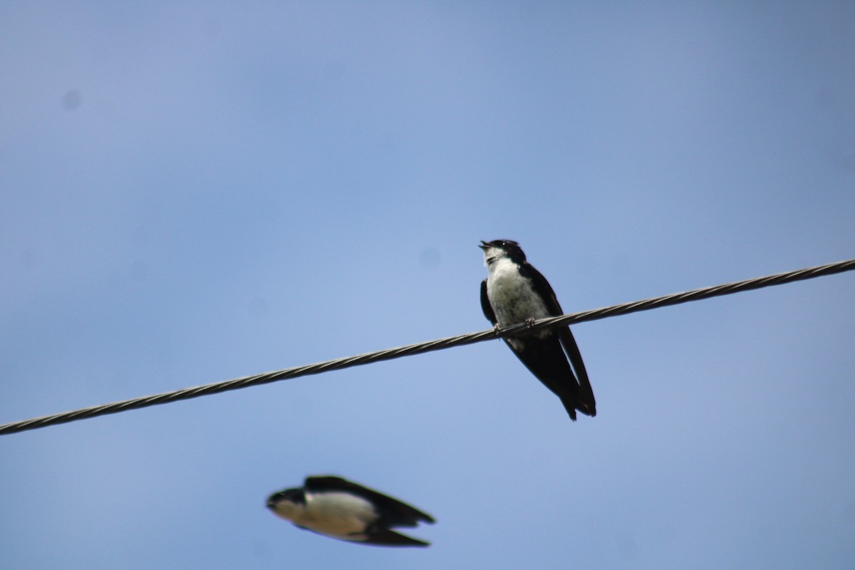 Blue-and-white Swallow - ML619596802